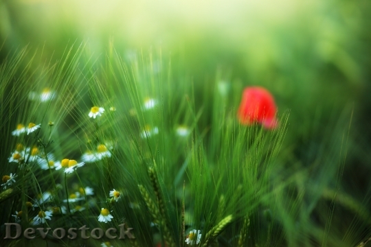 Devostock Red Flowers Grass 113662 4K