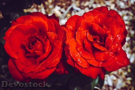 Devostock Red Flowers Petals 116151 4K