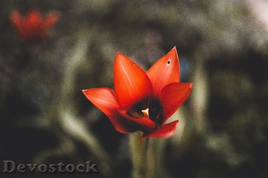 Devostock Red Garden Flower 78775 4K