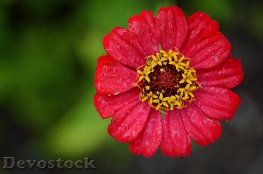 Devostock Red Plant Flower 6551 4K
