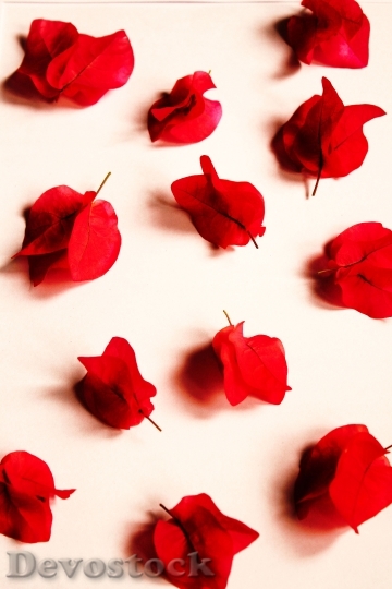 Devostock Red Romantic Flowers 93929 4K