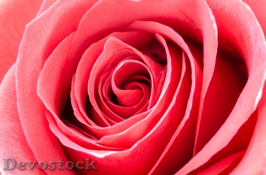 Devostock Red Romantic Petals 63356 4K
