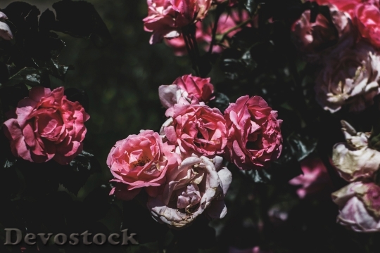 Devostock Romantic Flowers Garden 55234 4K