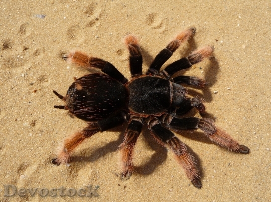 Devostock Sand Animal Spider 7888 4K