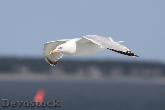 Devostock Sea Bird Flying 16265 4K