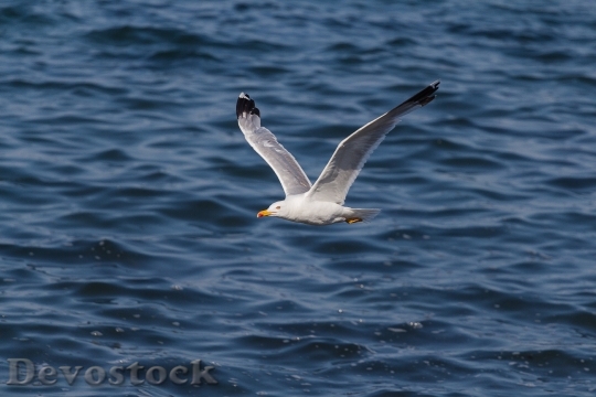 Devostock Sea Flight Bird 21391 4K