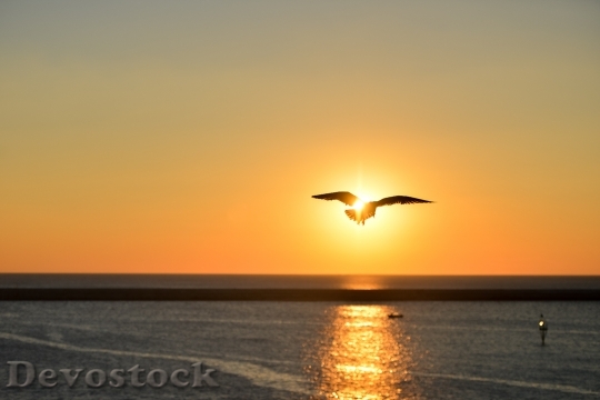 Devostock Sea Sunset Bird 507 4K