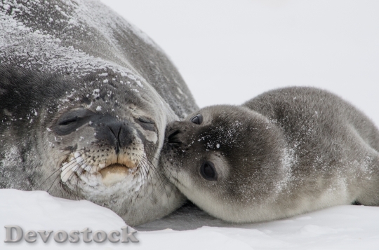 Devostock Seal Pup Kisses HD