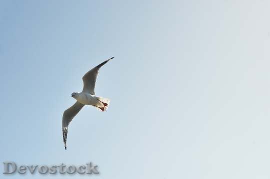 Devostock Sky Bird Animal 10708 4K