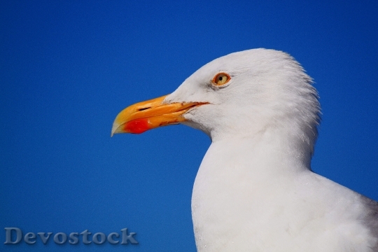 Devostock Sky Bird Animal 4631 4K