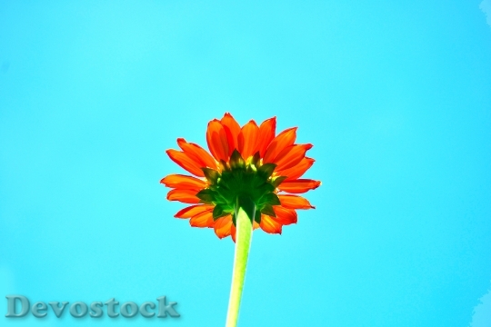 Devostock Sky Blue Flower 10056 4K