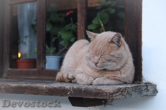 Devostock Sleepy Beige Cat On HD