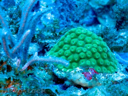 Devostock Small Coral Colony HD