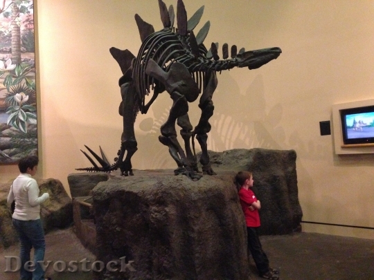 Devostock Stegosaurus Museum Skeleton 770221 HD