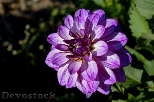 Devostock Summer Purple Petals 20656 4K