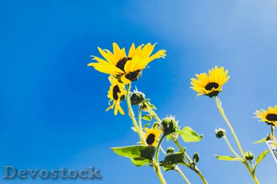 Devostock Sunny Field Flowers 112543 4K