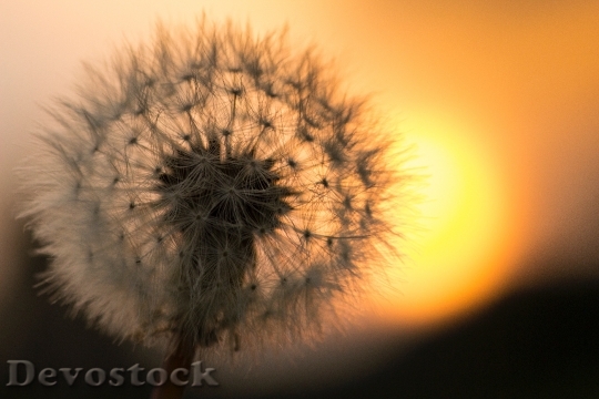 Devostock Sunset Sunrise Flower 15099 4K