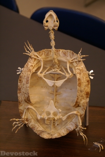 Devostock Turtle Skeleton Fossil Animal HD