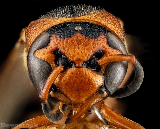 Devostock Unknown Wasp Species HD