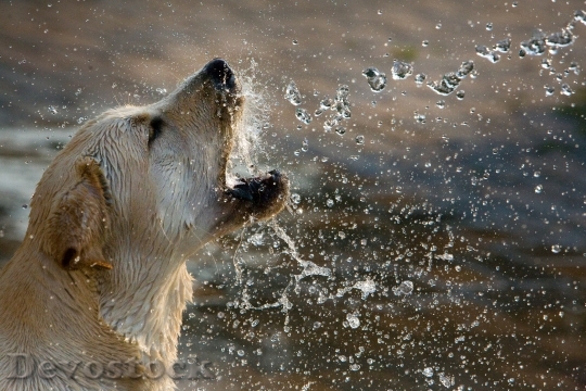 Devostock Water Animal Dog 16040 4K