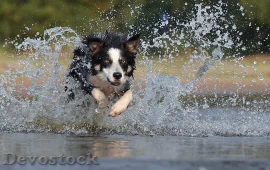 Devostock Water Animal Dog 3760 4K