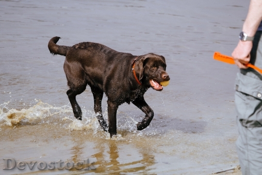 Devostock Water Animal Dog 99849 4K