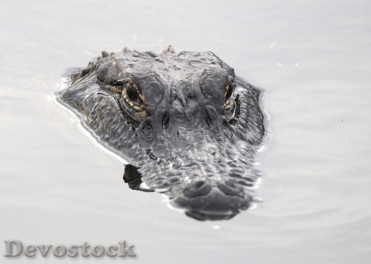 Devostock Water Animal Eyes 15154 4K