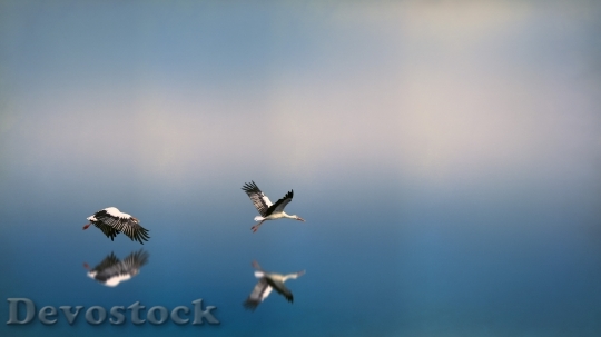 Devostock Water Animals Birds 113659 4K