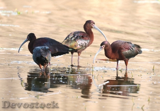 Devostock Water Animals Birds 15148 4K
