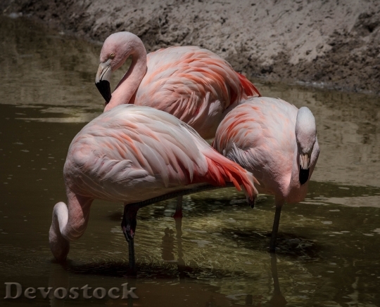 Devostock Water Animals Flamingos 11513 4K