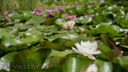 Devostock Water Flowers Pond 6721 4K