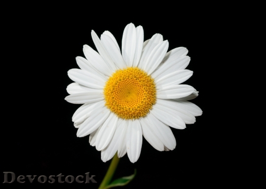 Devostock White Flower Bloom 4501 4K