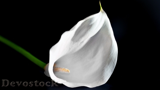 Devostock White Flower Colors 99555 4K