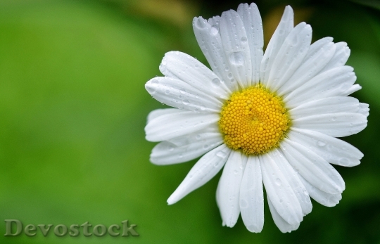 Devostock White Flower Macro 6896 4K
