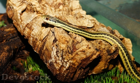 Devostock Wood Animal Reptile 16247 4K