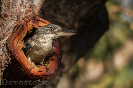 Devostock Wood Bird Australia 20706 4K