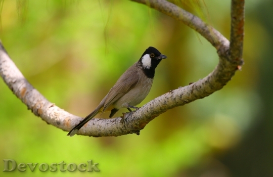 Devostock Wood Nature Bird 11105 4K
