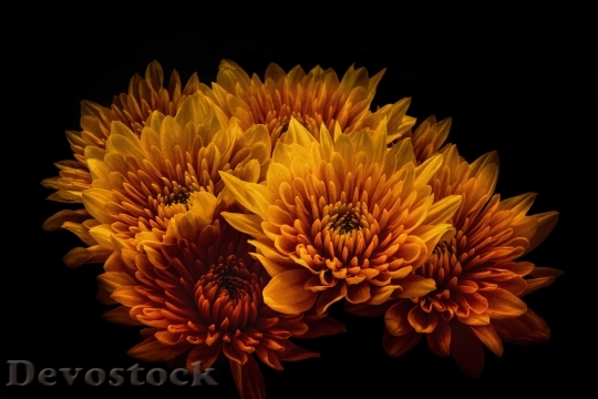 Devostock Yellow Flower Color 116535 4K