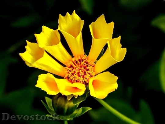 Devostock Yellow Flower Macro 6037 4K