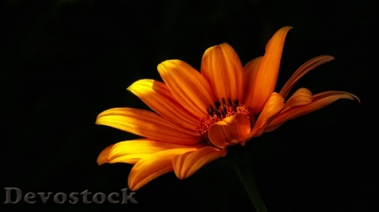 Devostock Yellow Flower Macro 8635 4K