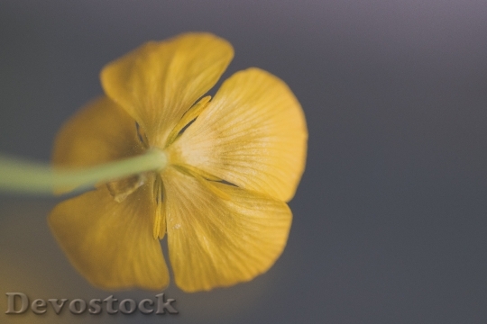 Devostock Yellow Petals Blur 103909 4K