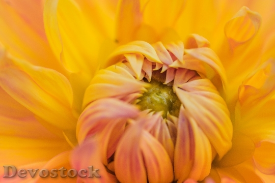 Devostock Yellow Petals Colorful 82836 4K