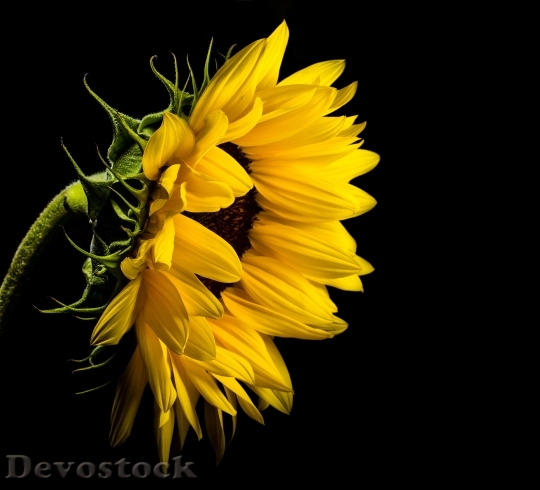 Devostock Yellow Petals Flower 116539 4K