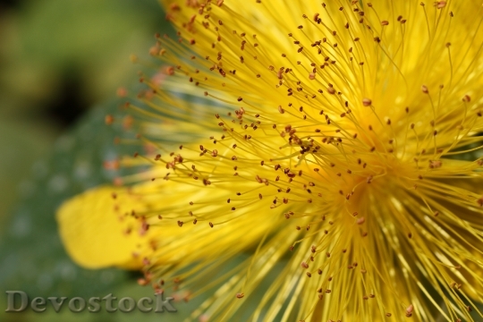 Devostock Yellow Plant Flower 125948 4K