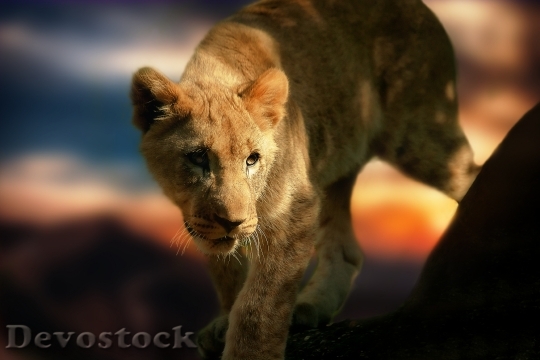 Devostock Zoo Tiger Lion 3981 4K