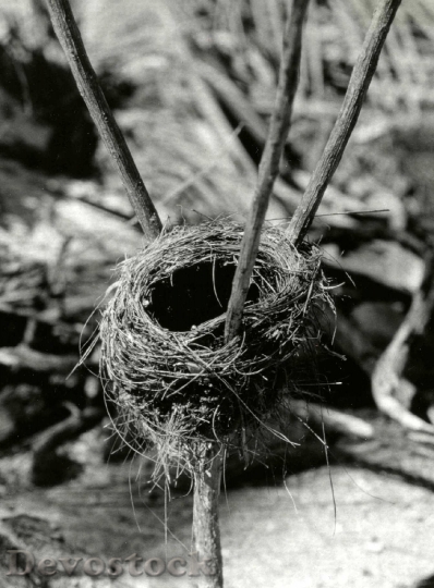 Devostock Christmas Island warbler nest, Christmas Island, March 1967