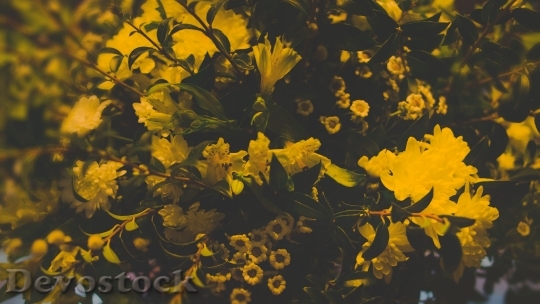 Devostock  Nature Flowers 102153 4K.jpeg
