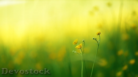 Devostock  Nature Flowers 112672 4K.jpeg