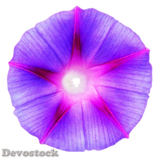 Devostock  Nature Flowers 11789 4K.jpeg