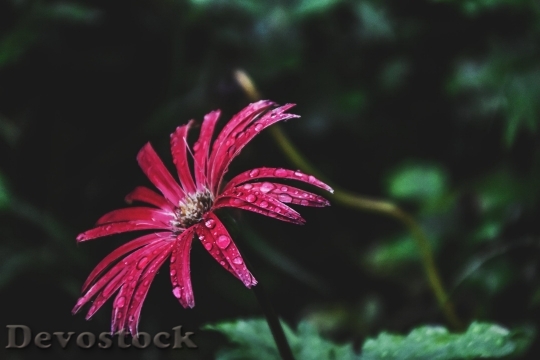 Devostock  Nature Flowers 120719 4K.jpeg